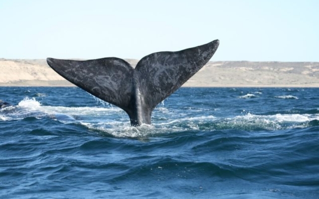 PUERTO MADRYN 