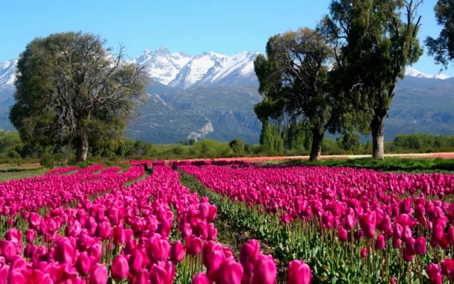TULIPANES PATAGONICOS 