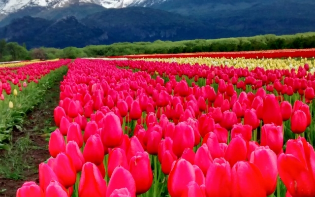 ESQUEL CON CAMPO DE TULIPANES