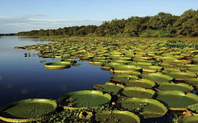CORRIENTES - ESTERO DEL IBERA 