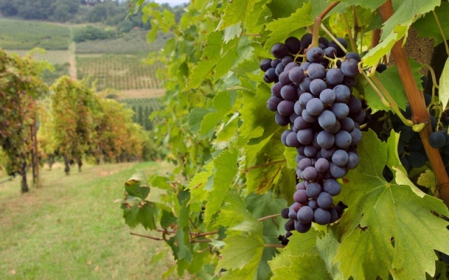 MENDOZA COLORES Y VIDES