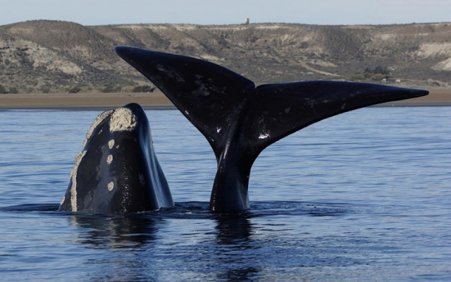 PERTO MADRYN