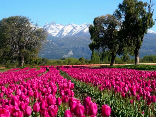 TULIPANES PATAGONICOS 