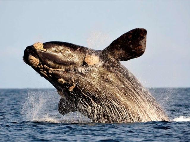 PUERTO MADRYN