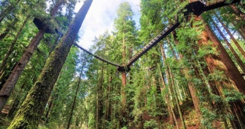 California: Abre Redwood Sky Walk