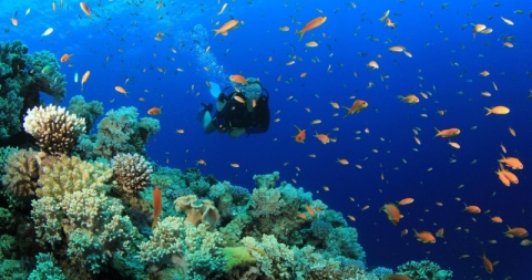 Australia ayuda a los corales