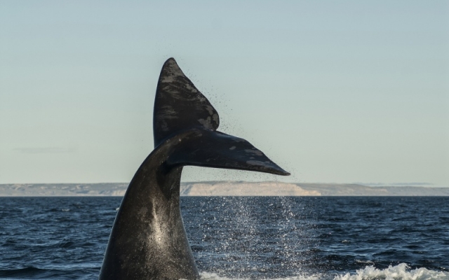 CATEDRALES DE LA PATAGONIA CON BALLENAS