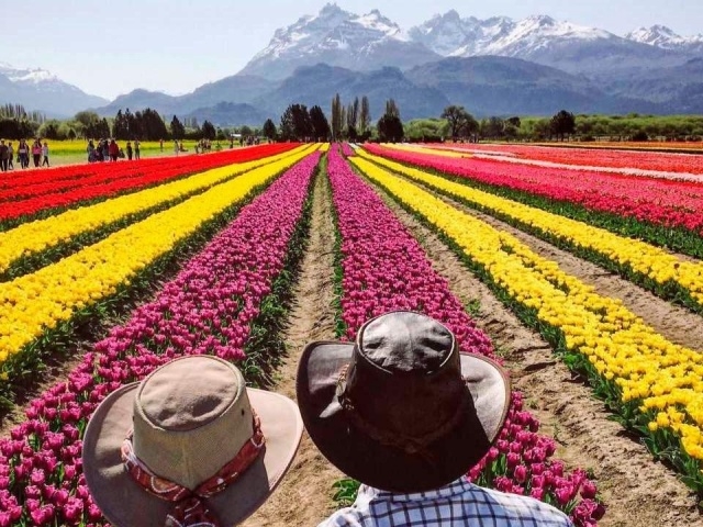 ESQUEL – TEMPORADA DE TULIPANES 