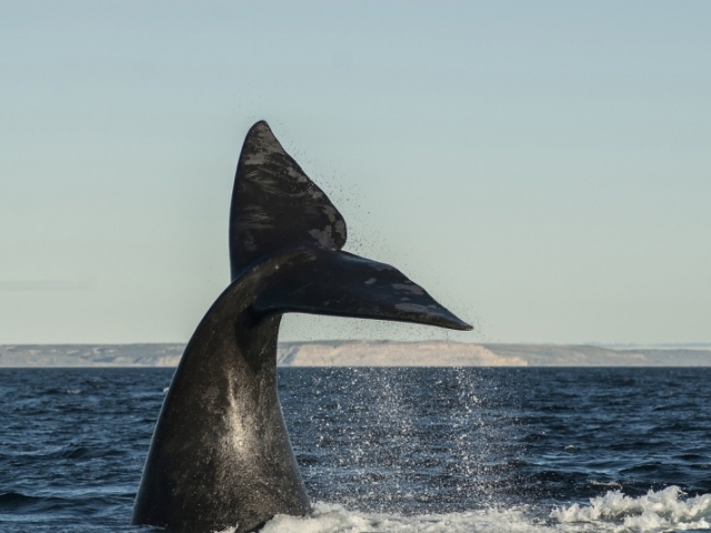 CATEDRALES DE LA PATAGONIA CON BALLENAS