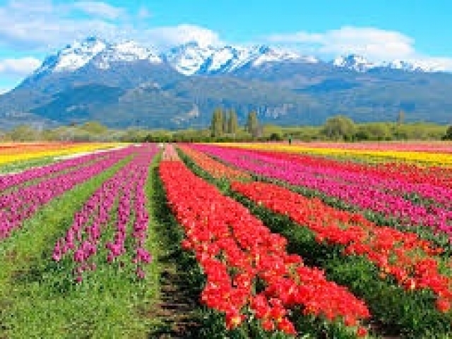 ESQUEL- TEMPORADA DE TULIPANES