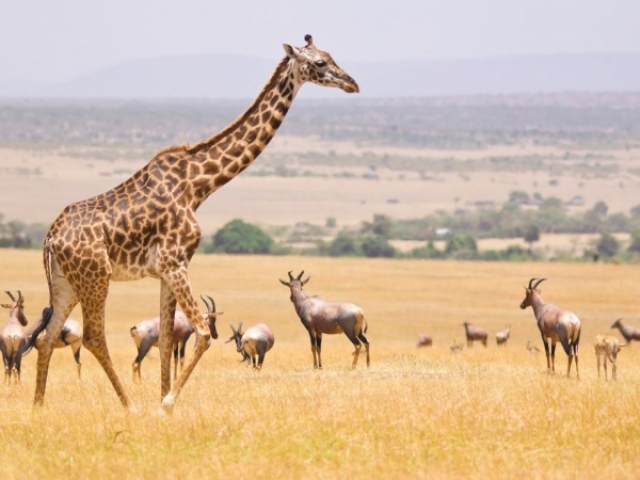 KENIA Y TANZANIA 2026 - SALIDA GRUPAL