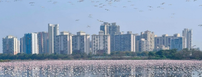 Flamencos en Mumbai