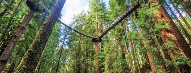 California: Abre Redwood Sky Walk