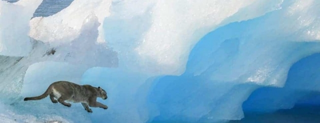 ¿Un puma en los glaciares?