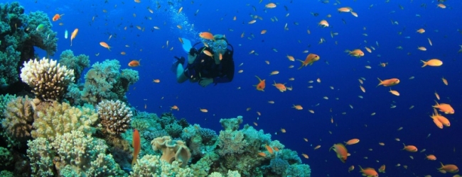 Australia ayuda a los corales